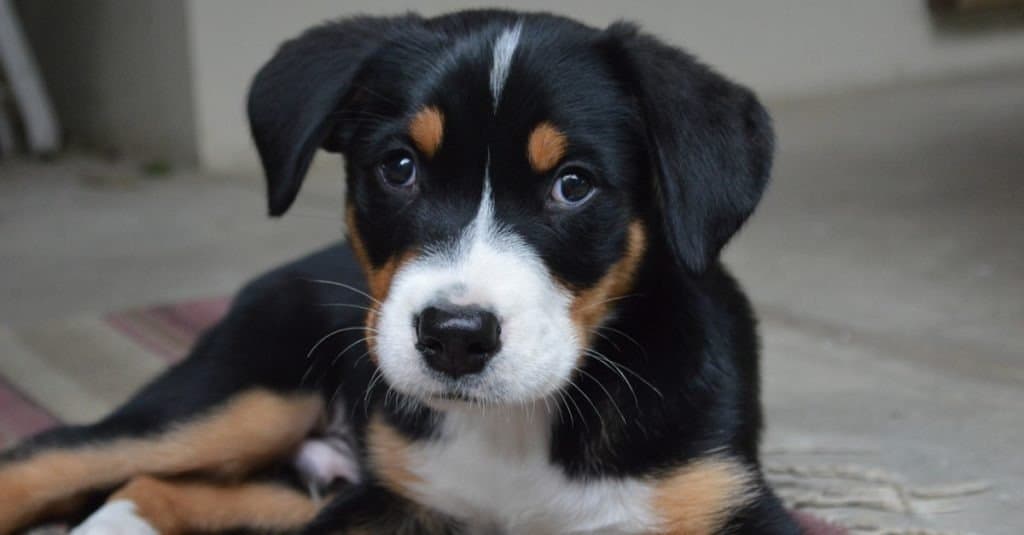 greater swiss mountain dog puppy