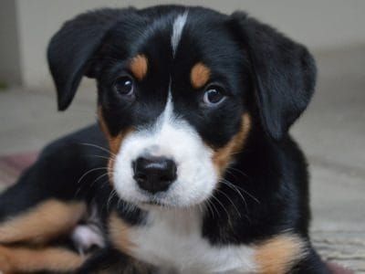 Greater Swiss Mountain Dog Dog Breed Complete Guide | AZ Animals