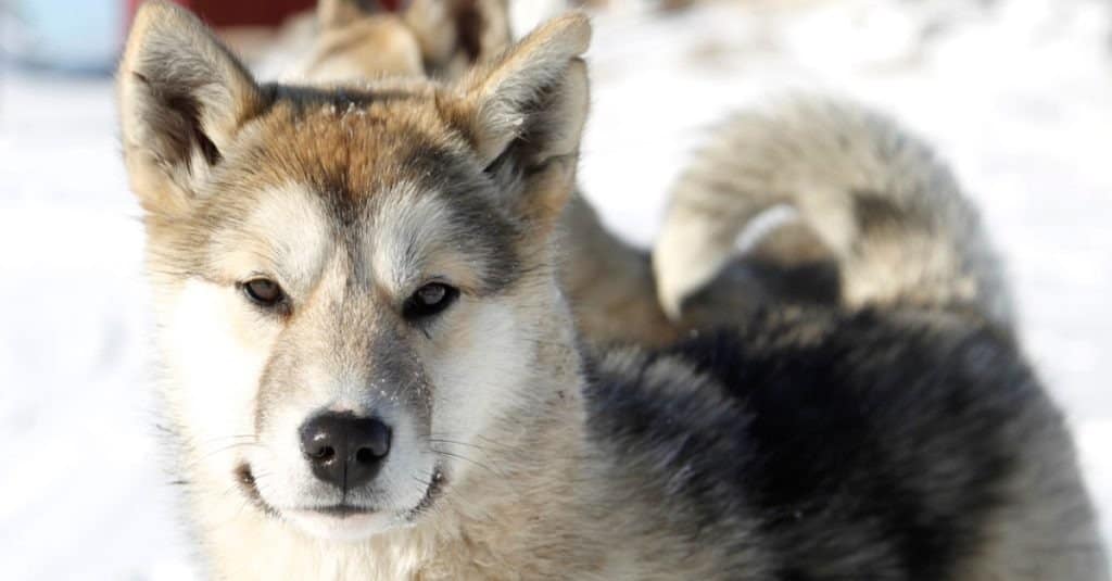 Greenland dog in Ilulissat