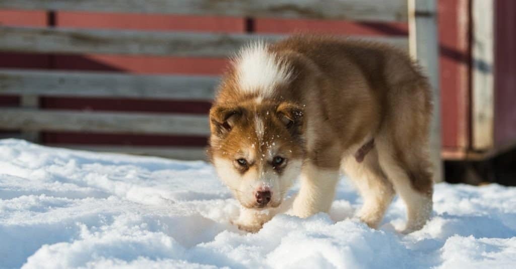 Greenlandic dogs hot sale