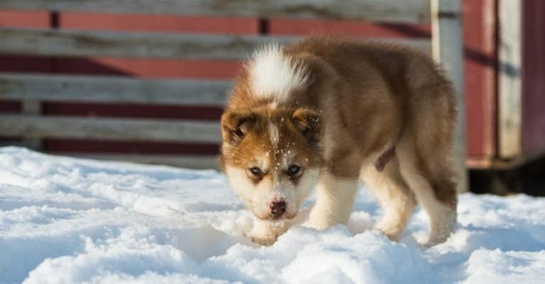 Cute Greenland dog puppy, Greenland