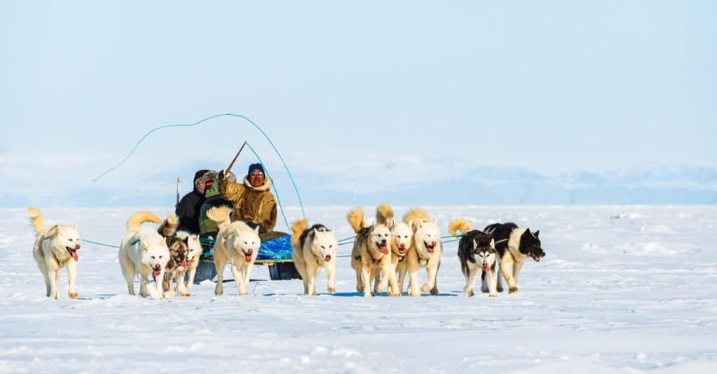 Musher and his dogs on a tourist dog sledge trip