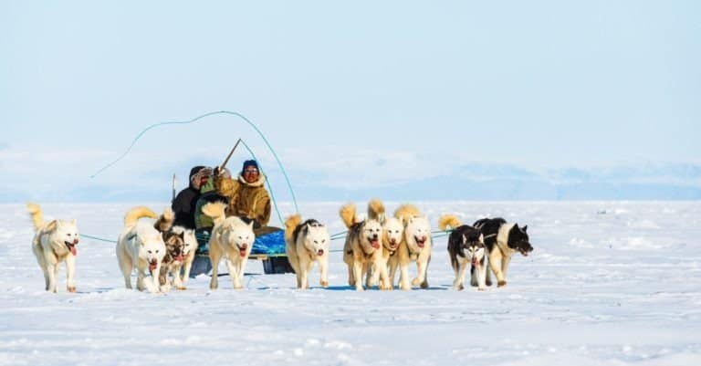 Musher and his Greenland dogs on a tourist dog sledge trip