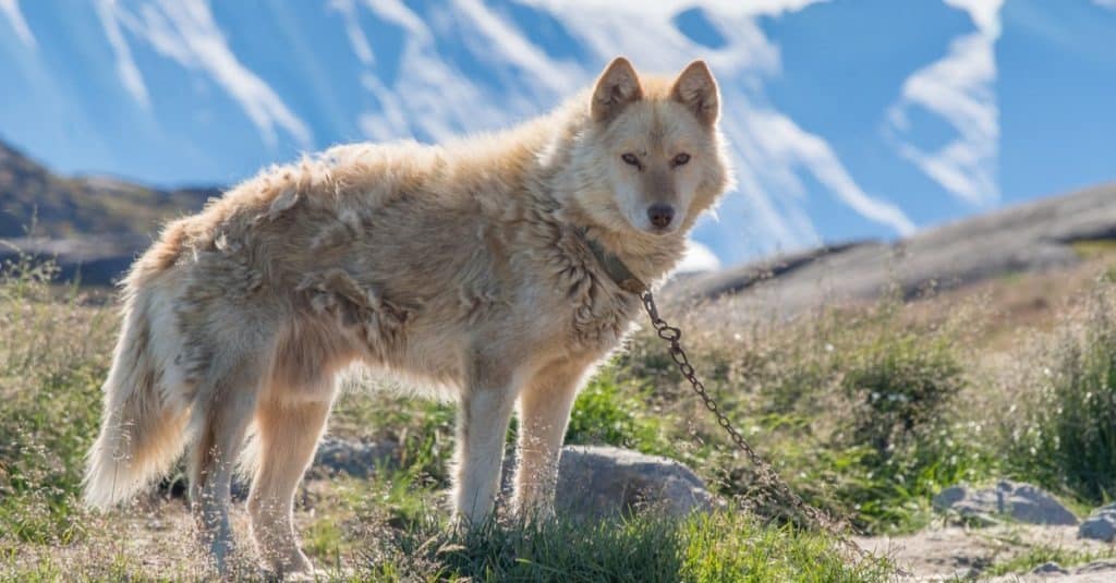 A pale Greenland husky working dog stands chained to rock