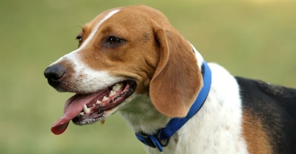Harrier dog in park