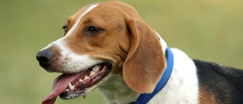 Harrier dog in park