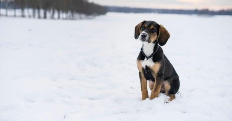 Small cute Harrier puppy sitting outdoors on snow in Swedish nature and winter landscape