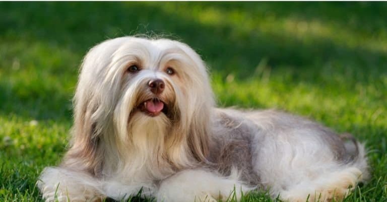 Cheerful chocolate sable colored Havanese dog is lying in the grass - Show Champion