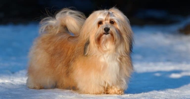 Beautiful show champion Havanese female dog stands in a snowy park