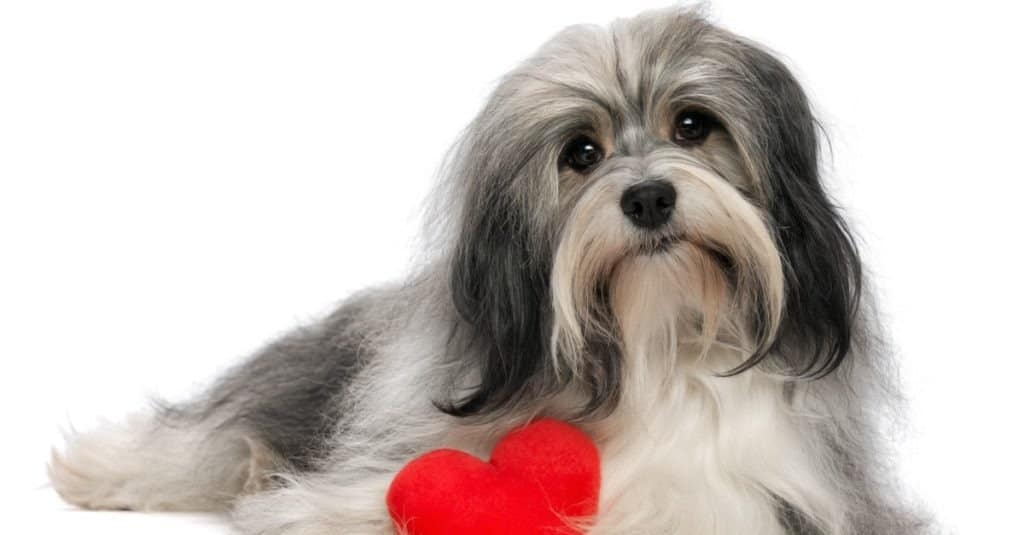 Un mignon amant valentine bichon havanais garçon chien avec un coeur rouge isolé sur fond blanc
