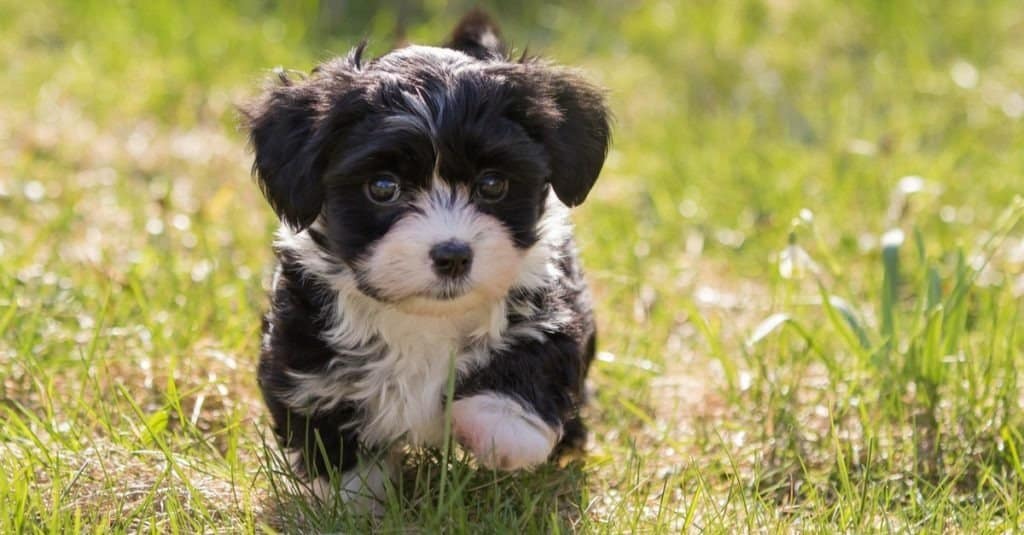 Havanese puppy dog in the meadow