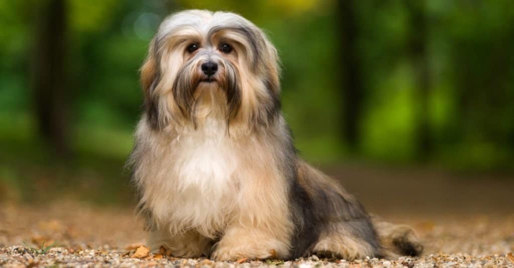 Beautiful young Havanese dog is sitting on a gravel forest road in soft light in late summer