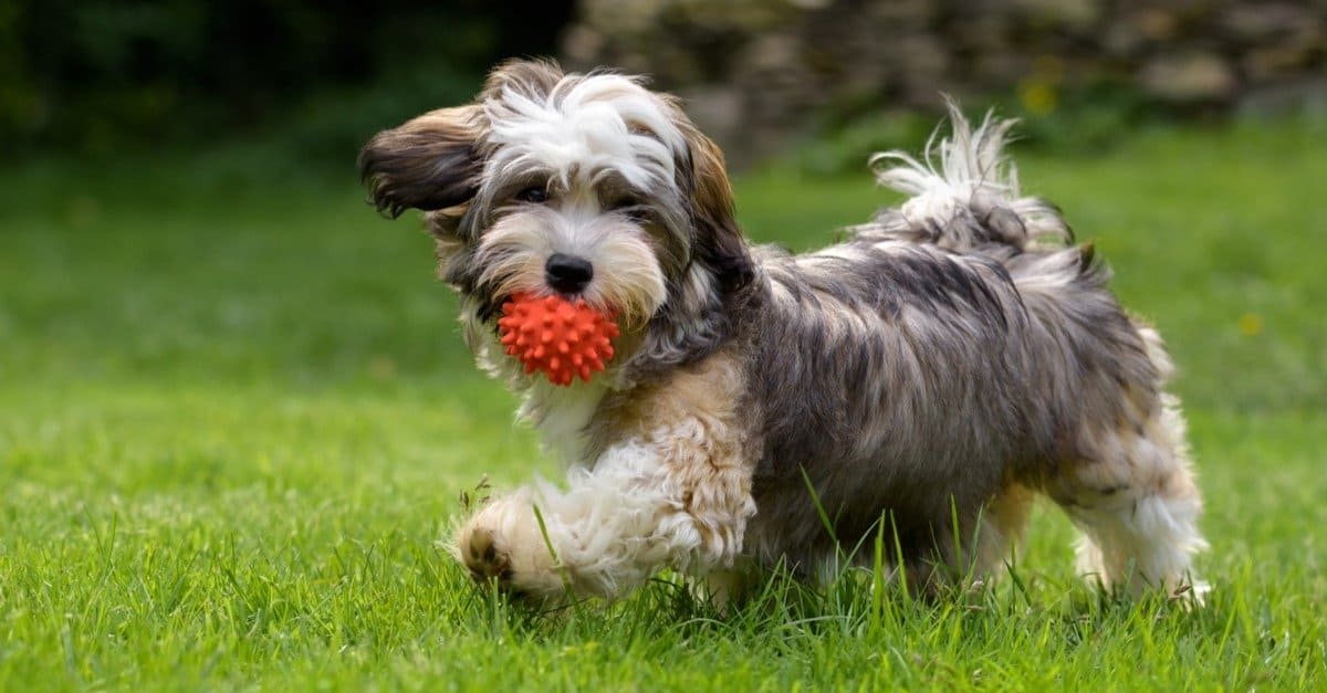 Playful Havanese puppy dog walking with a red ball in his mouth in the grass