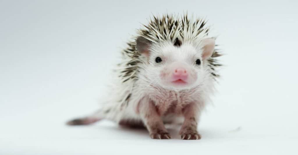 Little hedgehog on white background