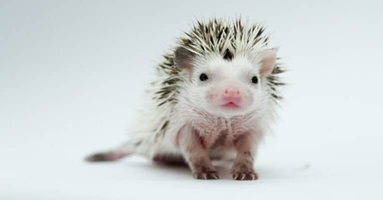 Baby hedgehog on white background