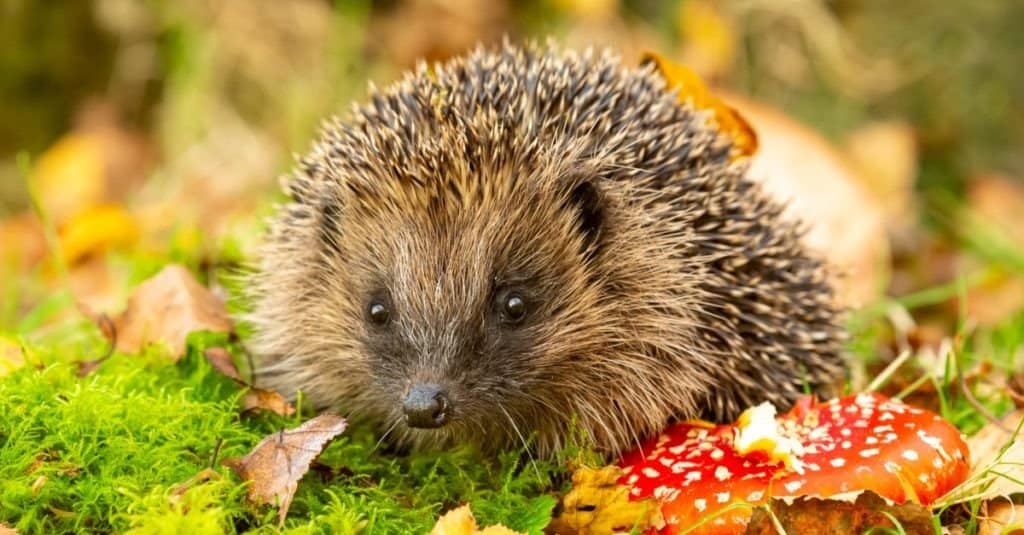 In addition to the Scarce Yellow Sally Stonefly, the hedgehog is one of the U.K.'s most endangered species.  Hedgehog, (Erinaceus europaeus) wild, native, European hedgehog with red Fly Agaric toadstool, and green moss.