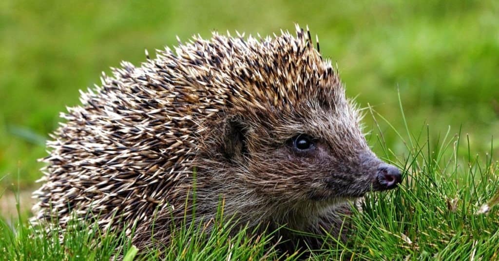 Native European adult hedgehog in green grass.