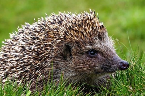 Native European adult hedgehog in green grass.
