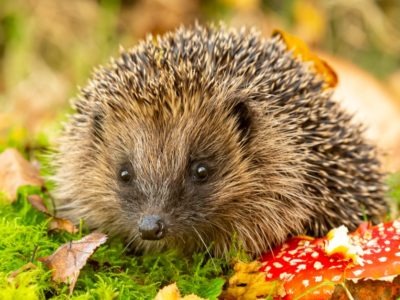 Hedgehog Picture