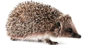 Hedgehog Lifespan: How Long Do Hedgehogs Live? Picture