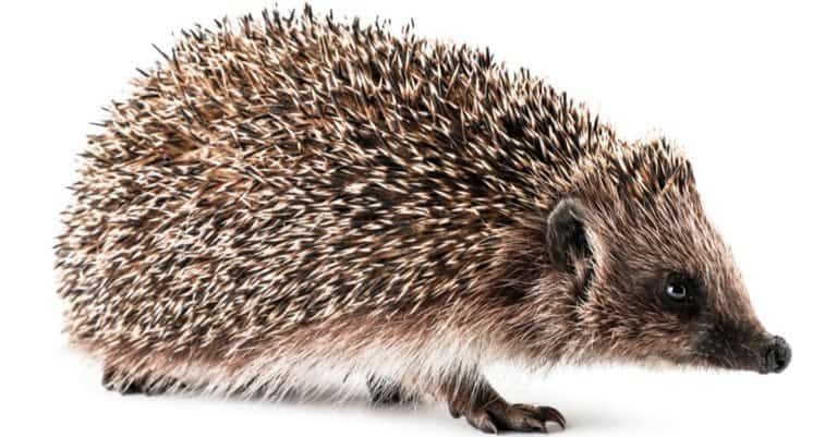 Hedgehog close-up on a white background