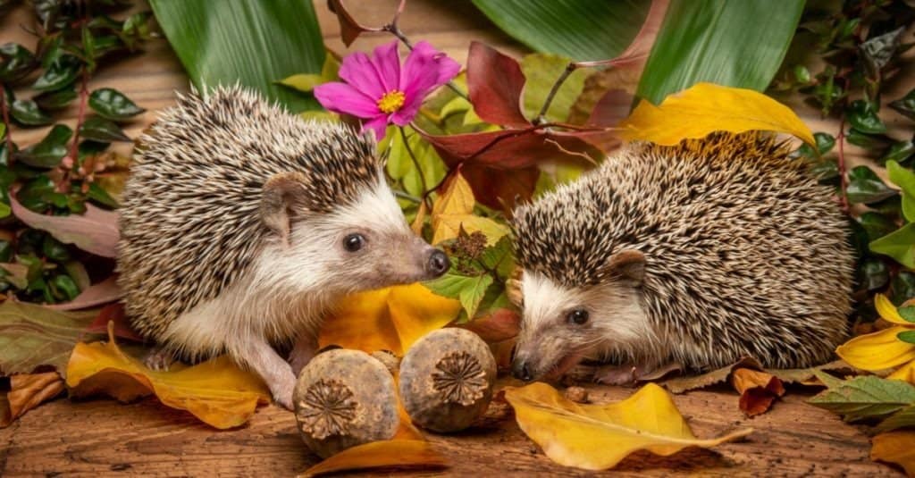 Four-toed Hedgehog on a funny autumnal picture