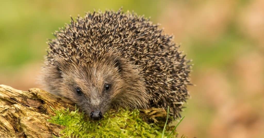 Hedgehog, native, wild European hedgehog on green moss covered log