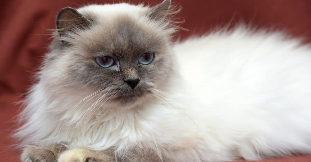 Himalayan bluepoint cat lying on a red couch.