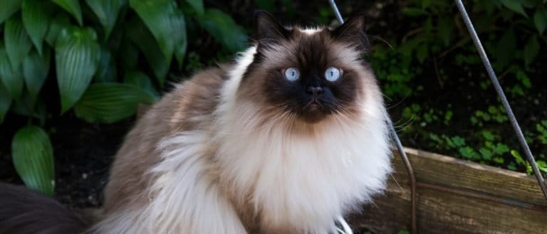 Chocolate point doll-faced himalayan cat with striking light blue eyes sitting in garden