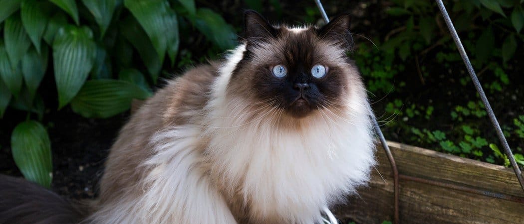 Blue 2024 himalayan cat