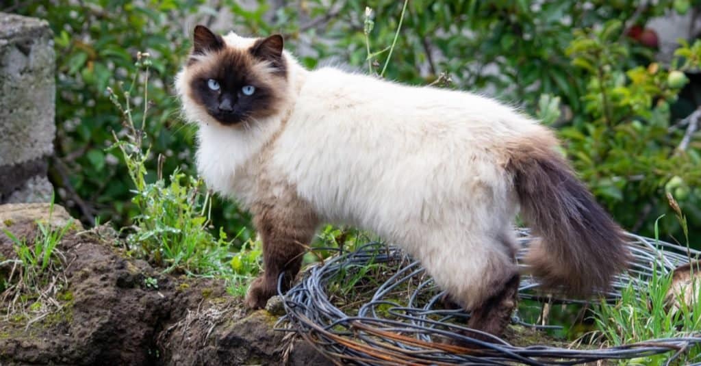 Himalayan cat best sale life expectancy