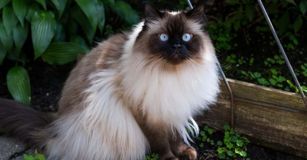 Himalayan Cat Colors: Rarest to Most Common - A-Z Animals
