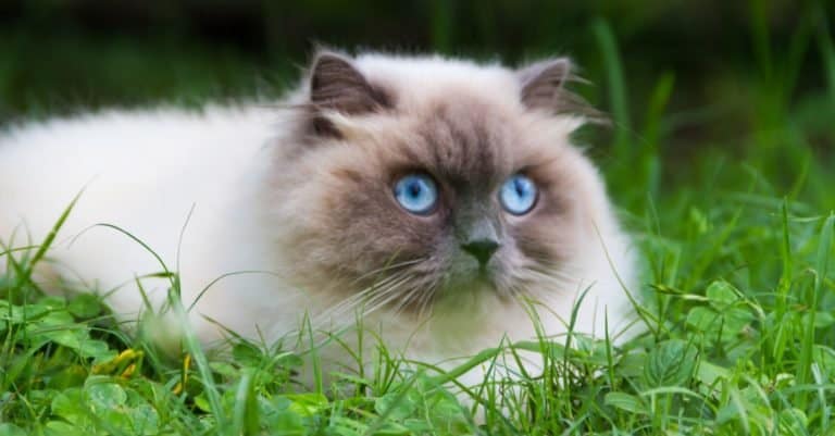 Himalayan cat lying on green grass in the summer.