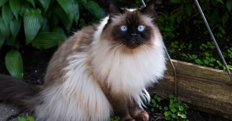 Chocolate point doll-faced Himalayan cat with striking light blue eyes sitting in the garden.