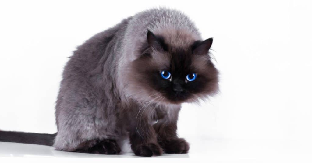 himalayan princess cat