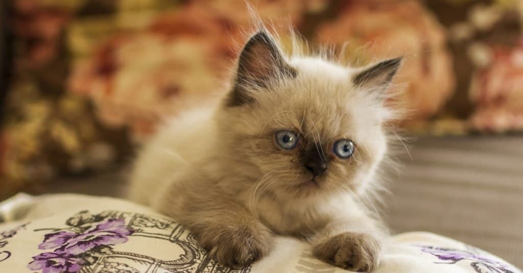 Cute Himalayan kitten lying on a bed.