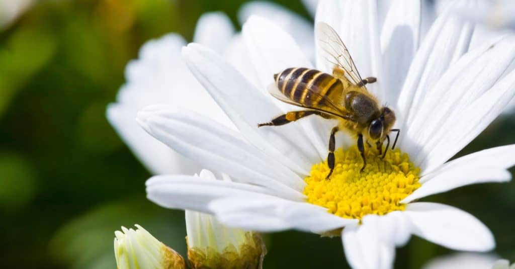 Honey bee on a single daisy flower