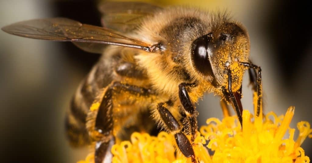 Honey Bee Insect Facts - AZ Animals