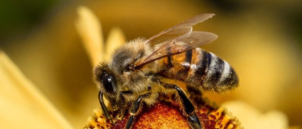 Honey Bee Animal Facts - Apis mellifera - A-Z Animals