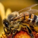 Honey bee
