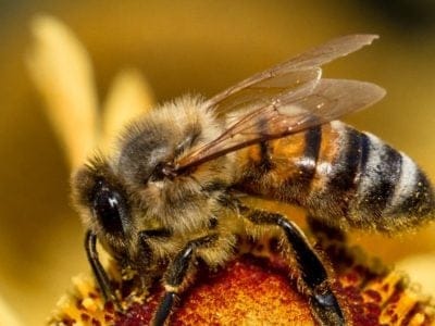 Honey Bee Picture