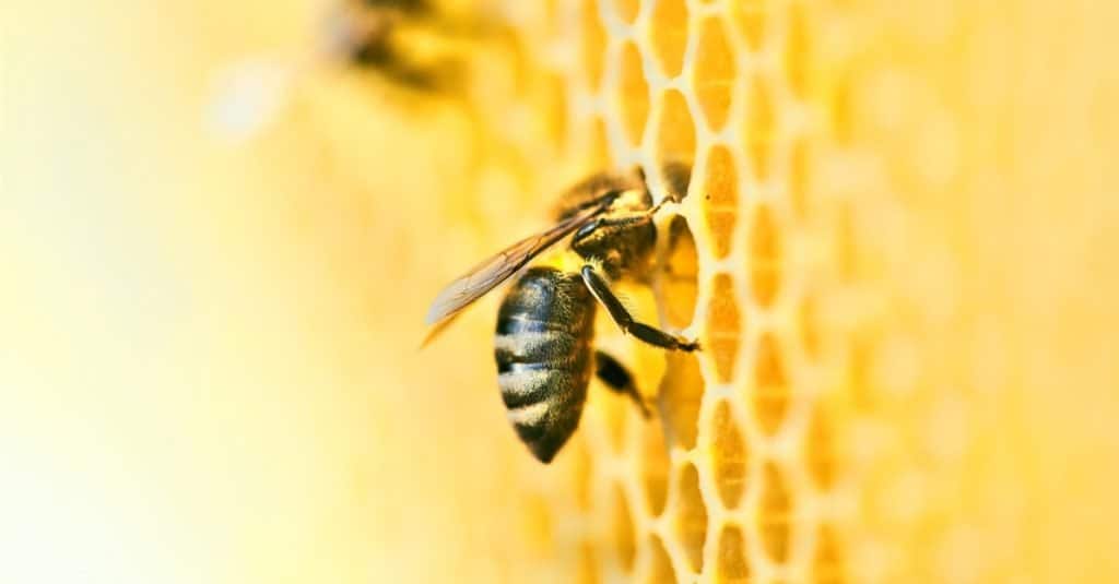 Honey bee on a honeycomb