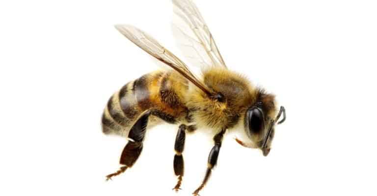Honey Bee isolated on white background