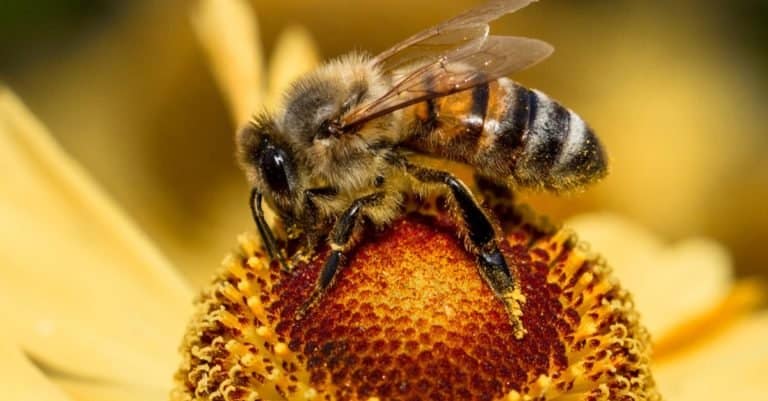 Honey bee on flower, close-up