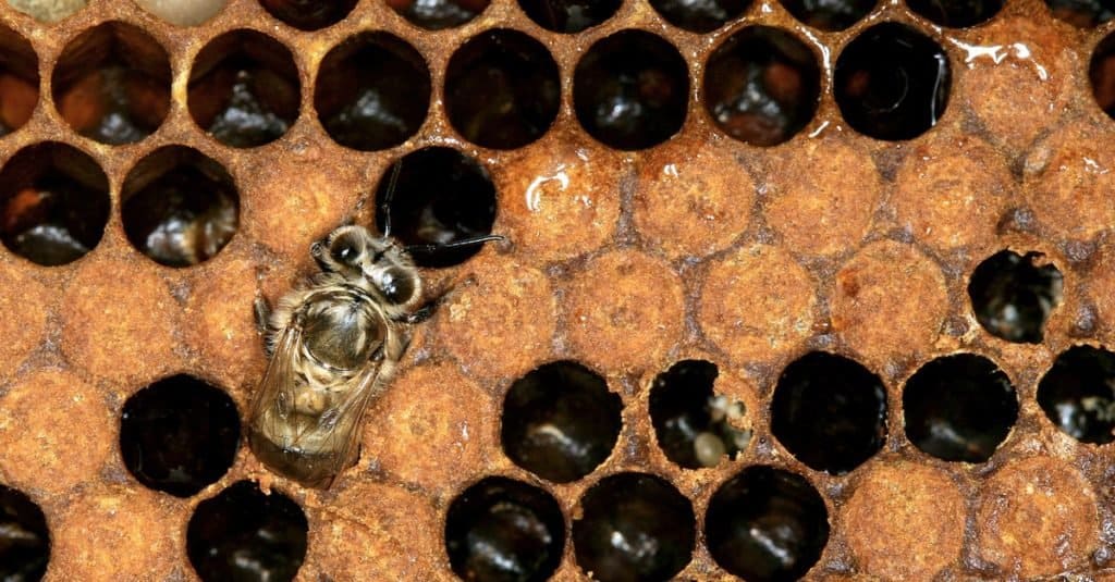 Beehive Vs Wasp Nest