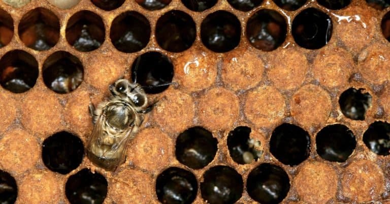 Birth of a Honey bee