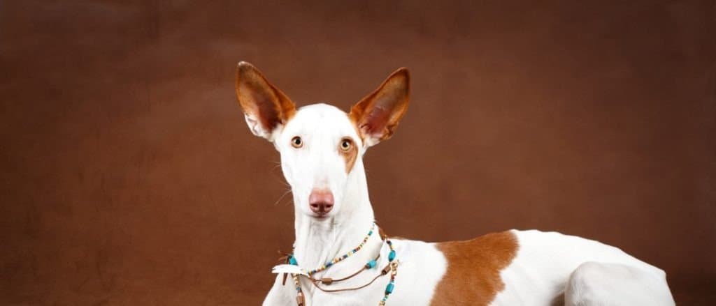 Ibizan Hound lying down