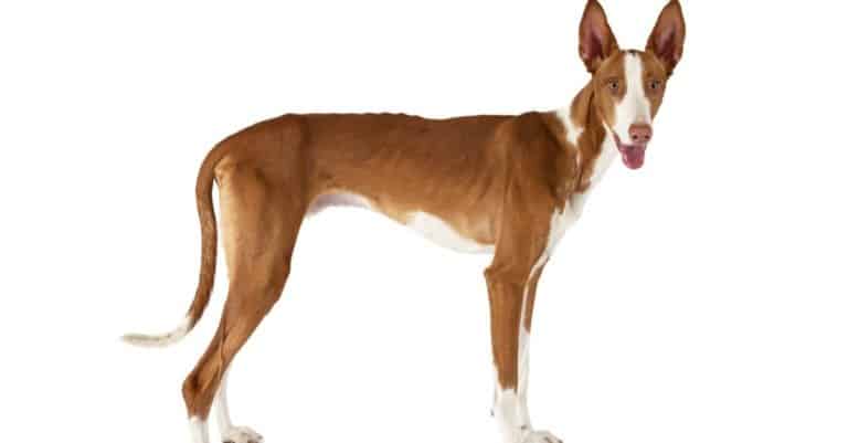 One year old Ibizan Hound dog standing in front of white background