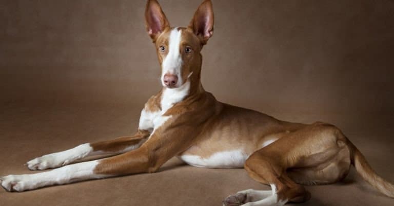 One year old Ibizan Hound dog lying in front of brown background