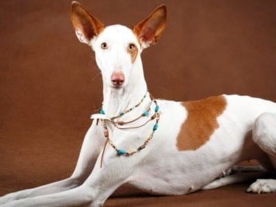 Ibizan Hound Dog Breed Complete Guide | AZ Animals